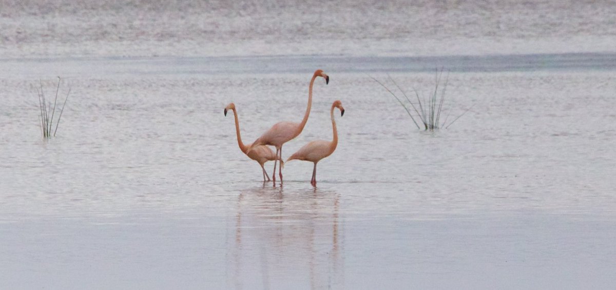 Happy Flamingo Day! 
My signed flamingo print by <a href="/bernabephoto/">Richard Bernabe</a> and my Fl Flamingo’s in south Fl.