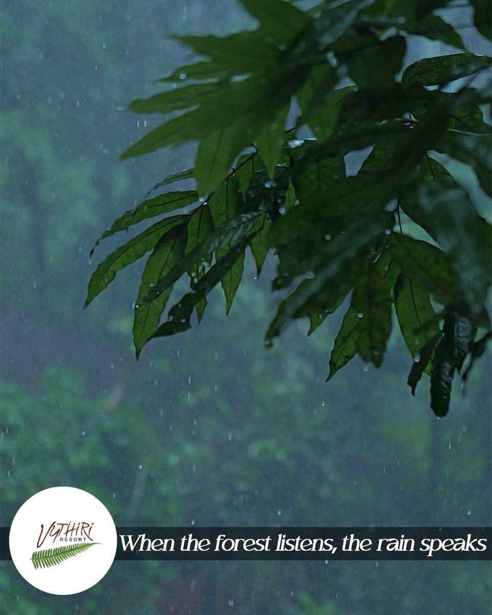 resortvythiri's tweet photo. Feel the magic of Wayanad’s rainforest this season.

🍃
Vythiri resort: The original rainforest experience.
For more details: +91 9995 803 862
🍃

#monsoonseason #resort #poolvilla #staycation #wayanad #NatureStay #travel #kerala https://t.co/GDellc18Fy
