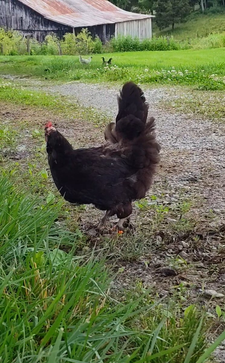 CJs_Chicks tweet media