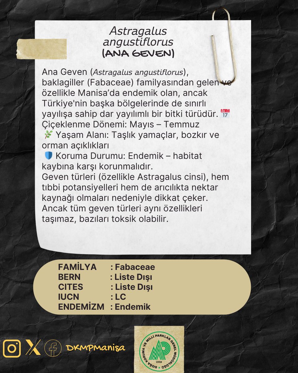 🌿 Manisa’nın Doğal Zenginliği, Endemik Bitki Türleri Serisi Bölüm-4
📍 Astragalus angustiflorus (Ana Geven)

Ana geven, ince yaprakları ve zarif morumsu çiçekleriyle bozkırların gizli mücevherlerinden biridir. Sadece belirli habitatlarda yetişen bu endemik bitki, kuraklığa