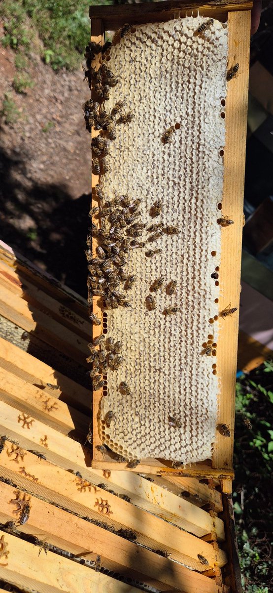 За сите што сакаат да си резервираат мед во саќе слободно нека ми пишат. Количините се ограничени. Достават ќе биде за отприлика 2 недели.