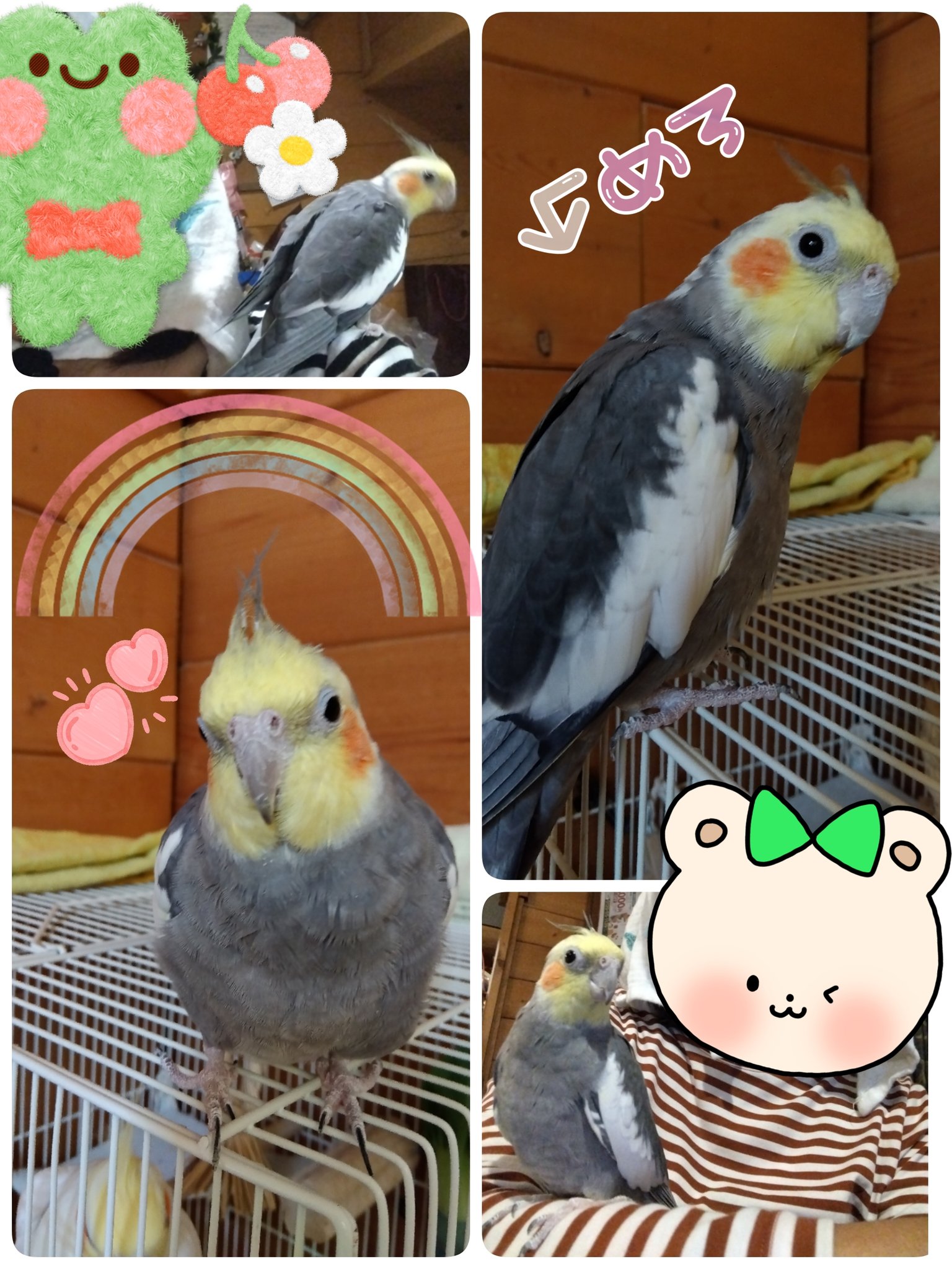 オカメインコ太郎様用 オカメインコ太郎様用