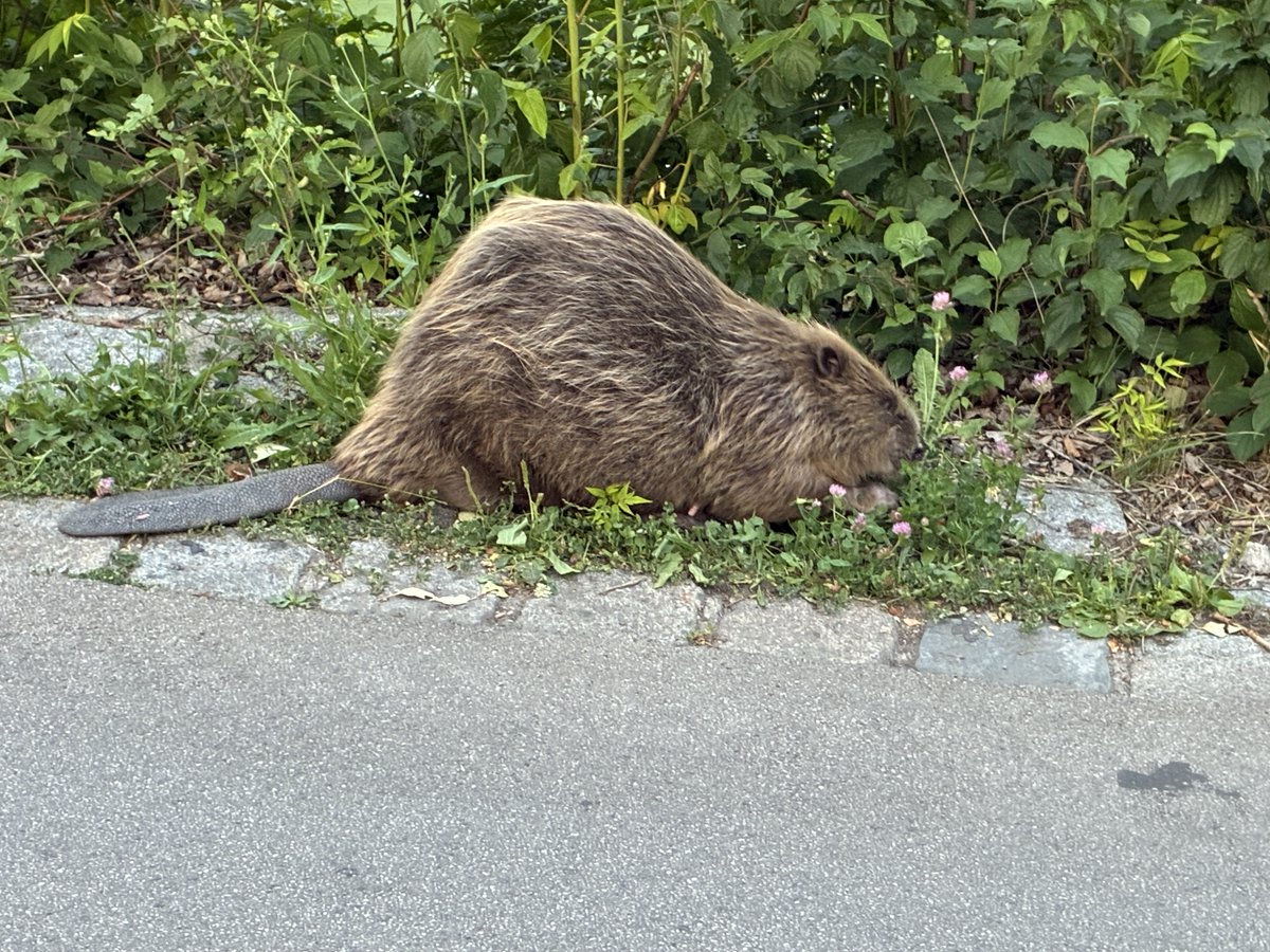 Am Donaukanal ... er lässt sich auch durch die vielen Radfahrer beim Fressen nicht stören.