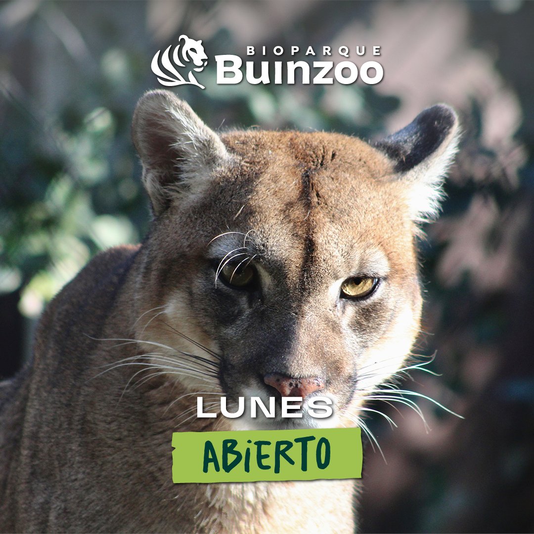 Les recordamos que durante vacaciones de invierno ❄️, nuestro Bioparque Buinzoo estará abierto de lunes a domingo 🦁🎉

📅 Este horario especial estará vigente hasta el domingo 6 de julio.

Compra tus tickets solo de manera online en 👉 buinzoo.cl (link en la bio)