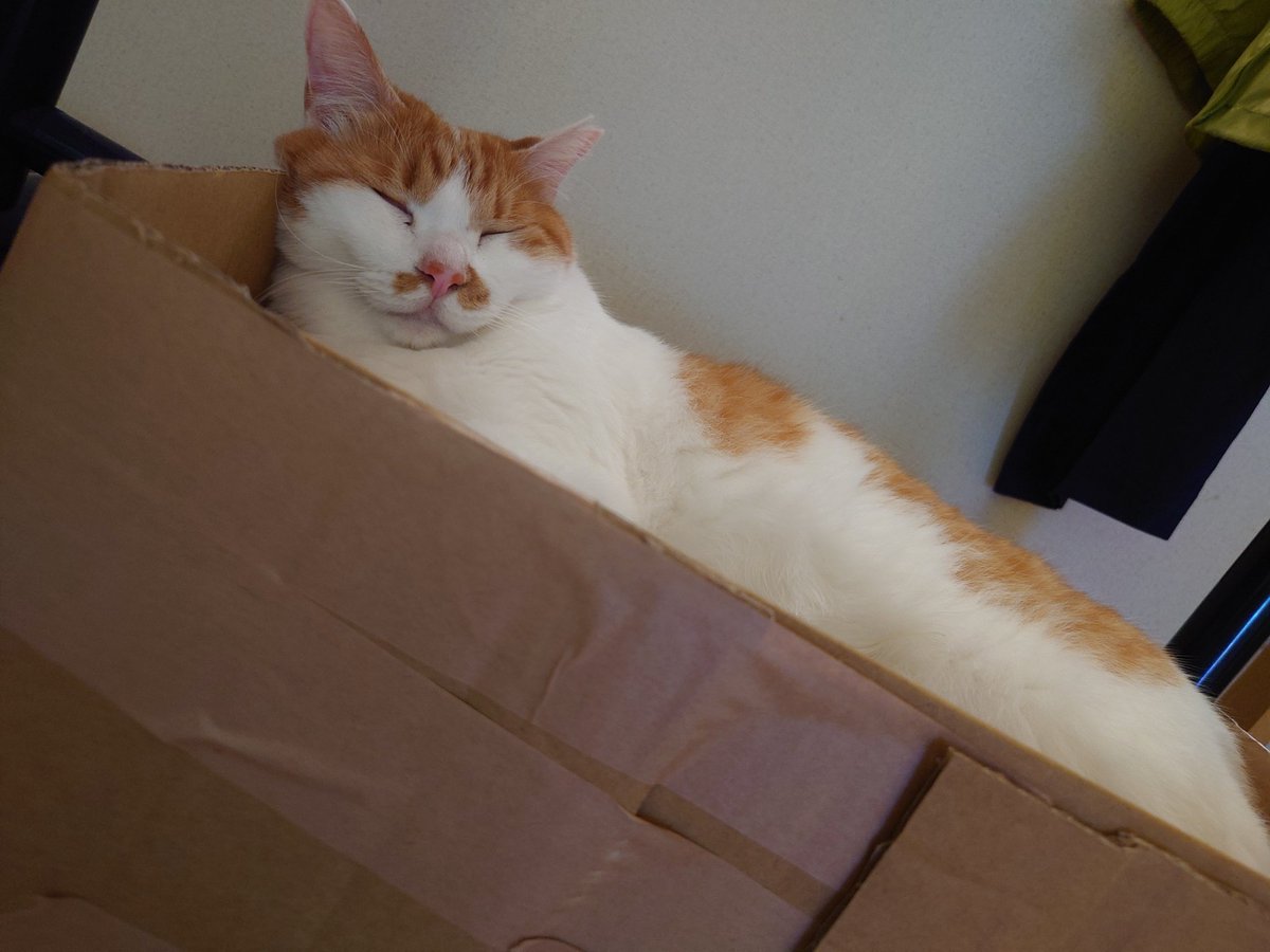 NULL78Caesar's tweet photo. #ゲーム
#アーセナルベース
#FF14
#猫
#ホロライブ

ゲーム、映画、ホロライブ、漫画
猫好きの♂
ゲームはシリーズ物、映画は色んな
ジャンル見る。ホロメン最推しは
大空スバル🚑漫画はジョジョ好き😁
スト6数キャラマスター
オセロニア30回ダイマス
アーセナルベース　最高レジェ3 https://t.co/1Jbp5LXml3