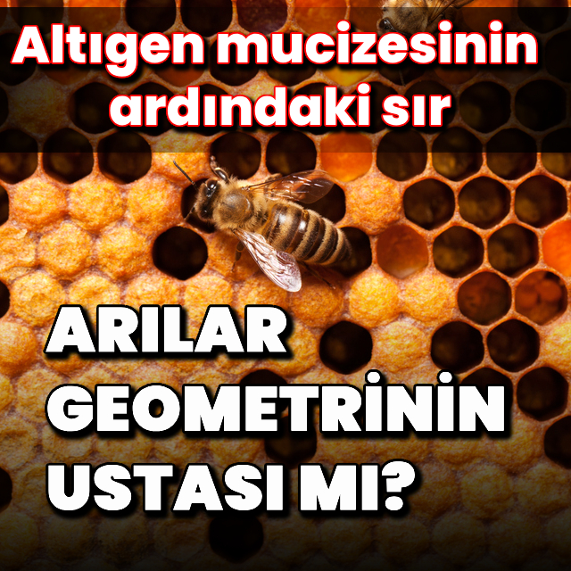 Arılar doğanın küçük mühendisleri olabilir mi? Bal peteklerindeki kusursuz altıgenler sadece estetik değil, doğanın matematiksel düzenine de işaret ediyor. Bilim insanlarına göre bu şekil, arıların stratejik tercihlerinin bir sonucu hbr.tk/TPtrRT