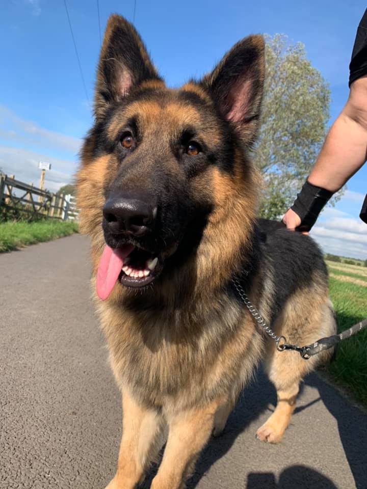 Hansel is 5yrs old and he has been with us since Aug 21. Hansel can be a lovely lad but he can also be very protective of his people and property so will need an exp, child and pet free home 
#dogs #GermanShepherd #Essex 
gsrelite.co.uk/hansel-2/