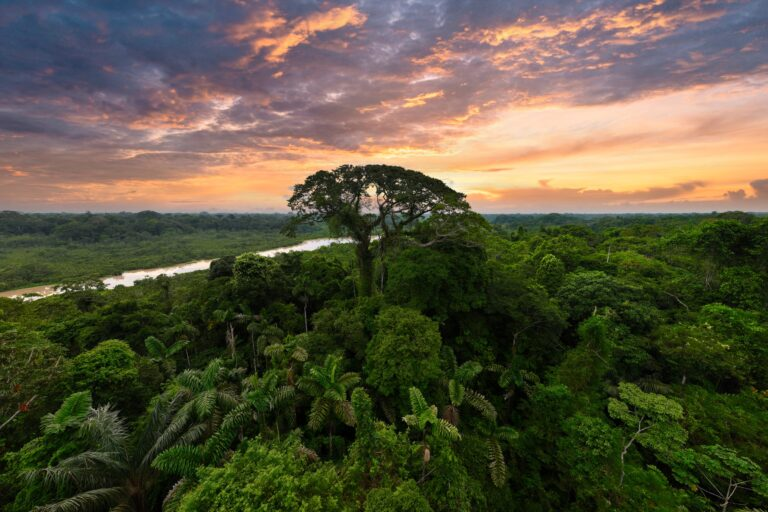 BrainBytes_'s tweet photo. Rainforests - Vital for Earth! 🌳

Rainforests hold amazing biodiversity – tons of plants and animals! But we're losing them fast to deforestation (clearing land). This hurts wildlife and speeds up climate change. Protect them!

#Rainforests #Biodiversity #Deforestation #Planet https://t.co/BTcmfFeBQc