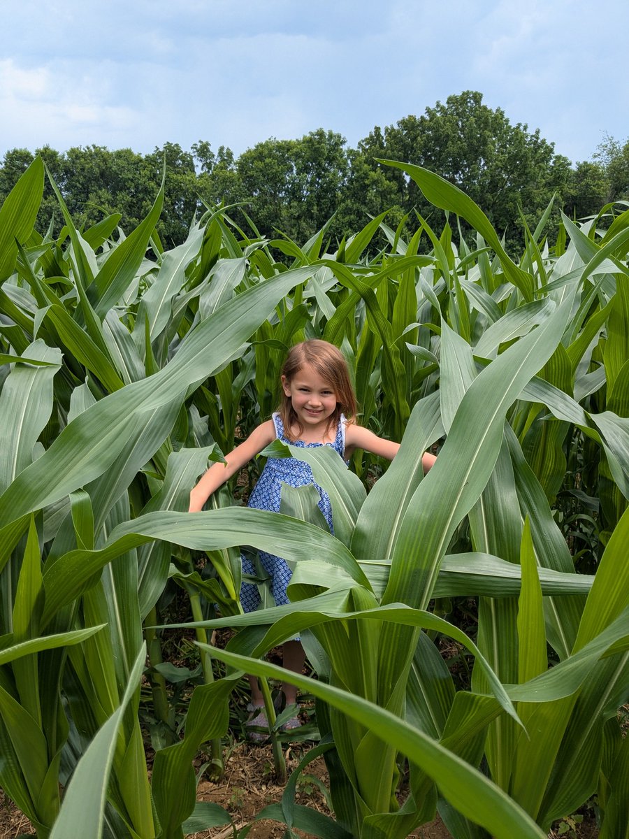 seedgenetics's tweet image. Emmy and Direct 8115 are growing fast in Ephrata, Pa!