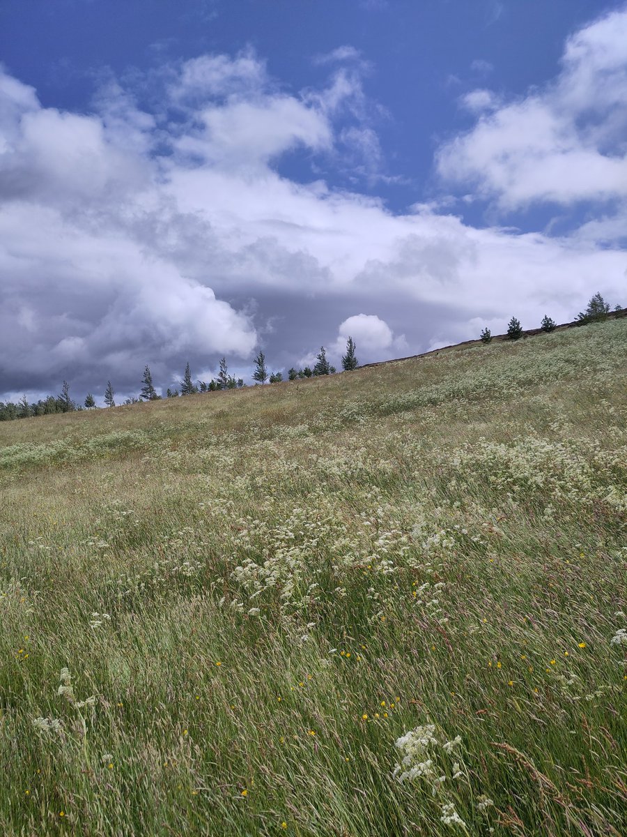 Rogart: 1.30pm. The wind is whipping across the hay park. Grasses shimmer in waves, bending &amp; rippling ahead of me. The hoggs scatter &amp; run as I approach. They've known me all of their lives &amp; see me every day, but the wind makes them spooky. Swallows swoop low with extra speed.