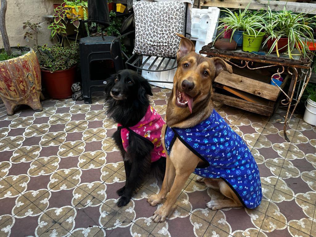 santaramonapro1's tweet photo. Vendemos abriguitos de polar para perritos. Si necesitas alguno, comprándonos nos ayudás a seguir haciendo castraciones en la villa 1-11-14. Los llevamos a domicilio gratis en Capital, todos los talles y modelos! Teléfono 1135916794. Si compartís el flyer nos ayudas un montón. https://t.co/1abs0c9yxj
