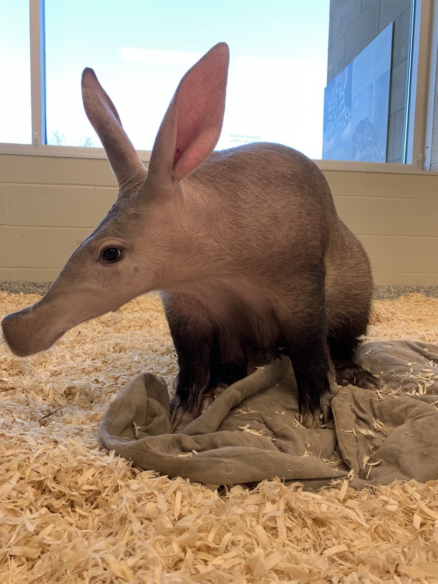 nashzoovet's tweet image. #funfactoftheday 

Although #anteaters and #aardvarks look very similar, they aren't closely related at all. Aardvarks' closest relatives are actually elephants and hyraxes!

#NashvilleZoo