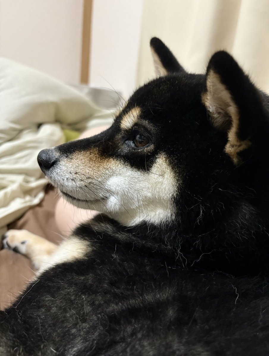 黒柴 黒柴カロ (@shibaCARO) / X