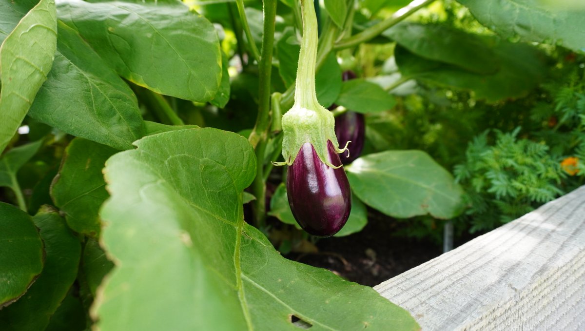 RIT Arenas tweet media