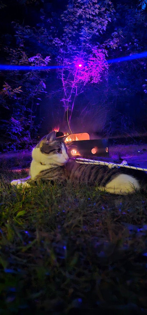 Cat and camping :3