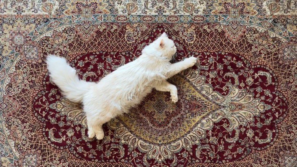 إيوَان tweet media