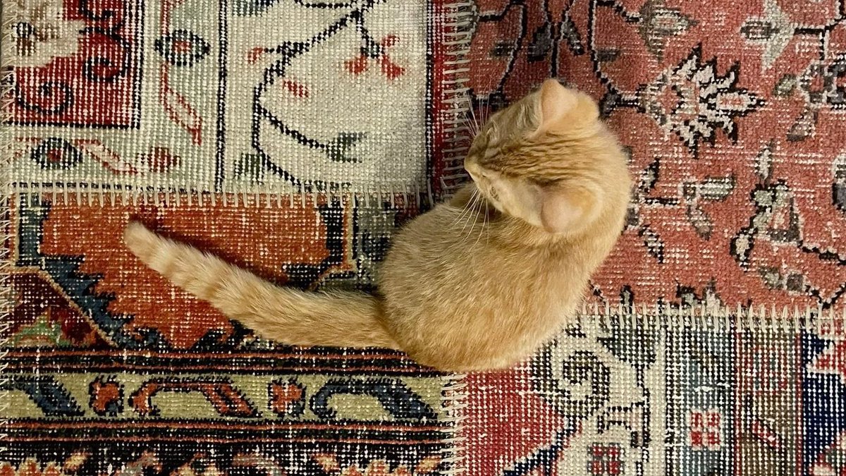 إيوَان tweet media