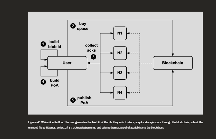 Tweenhaven35's tweet photo. The WALRUS write process starts with encoding a blob using Red Stuff. The writer creates sliver pairs plus commitments and derives a unique blob ID (id_B) by hashing the blob commitment with metadata like file length and encoding type. #RedStuff #DecentralizedStorage https://t.co/bzmjYWwgmD
