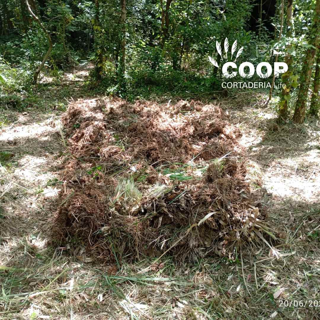 stopcortaderia's tweet image. ✅ La semana pasada una de las brigadas COOP de la @asociacionamica ha estado trabajando duro en la ZEC fluvial Río Miera, en #Entrambasguas , eliminando #Cortaderia
Con herramientas en mano y mucha motivación, vamos recuperando la zona😍
¡El esfuerzo merece la pena💚!