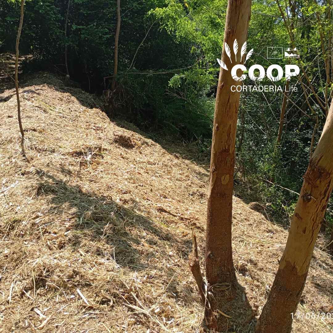 stopcortaderia's tweet image. ✅ La semana pasada una de las brigadas COOP de la @asociacionamica ha estado trabajando duro en la ZEC fluvial Río Miera, en #Entrambasguas , eliminando #Cortaderia
Con herramientas en mano y mucha motivación, vamos recuperando la zona😍
¡El esfuerzo merece la pena💚!