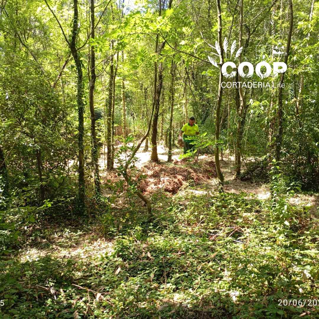 stopcortaderia's tweet image. ✅ La semana pasada una de las brigadas COOP de la @asociacionamica ha estado trabajando duro en la ZEC fluvial Río Miera, en #Entrambasguas , eliminando #Cortaderia
Con herramientas en mano y mucha motivación, vamos recuperando la zona😍
¡El esfuerzo merece la pena💚!