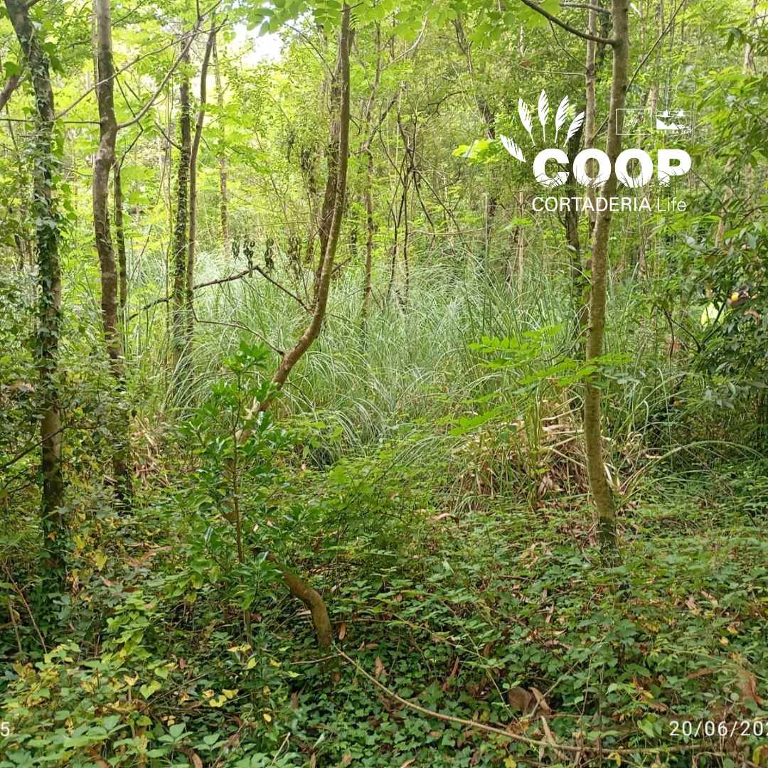 stopcortaderia's tweet image. ✅ La semana pasada una de las brigadas COOP de la @asociacionamica ha estado trabajando duro en la ZEC fluvial Río Miera, en #Entrambasguas , eliminando #Cortaderia
Con herramientas en mano y mucha motivación, vamos recuperando la zona😍
¡El esfuerzo merece la pena💚!