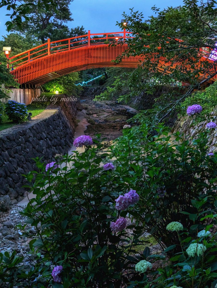🌿🌸花日記🌸🌿

御殿場高原時之栖の
　紫陽花が
見頃を迎えています

パラパラと小雨が☂️

紫陽花もホッと一息
ついているようです

#TLを紫陽花でいっぱいにしよう

撮影　
　2025.6.23