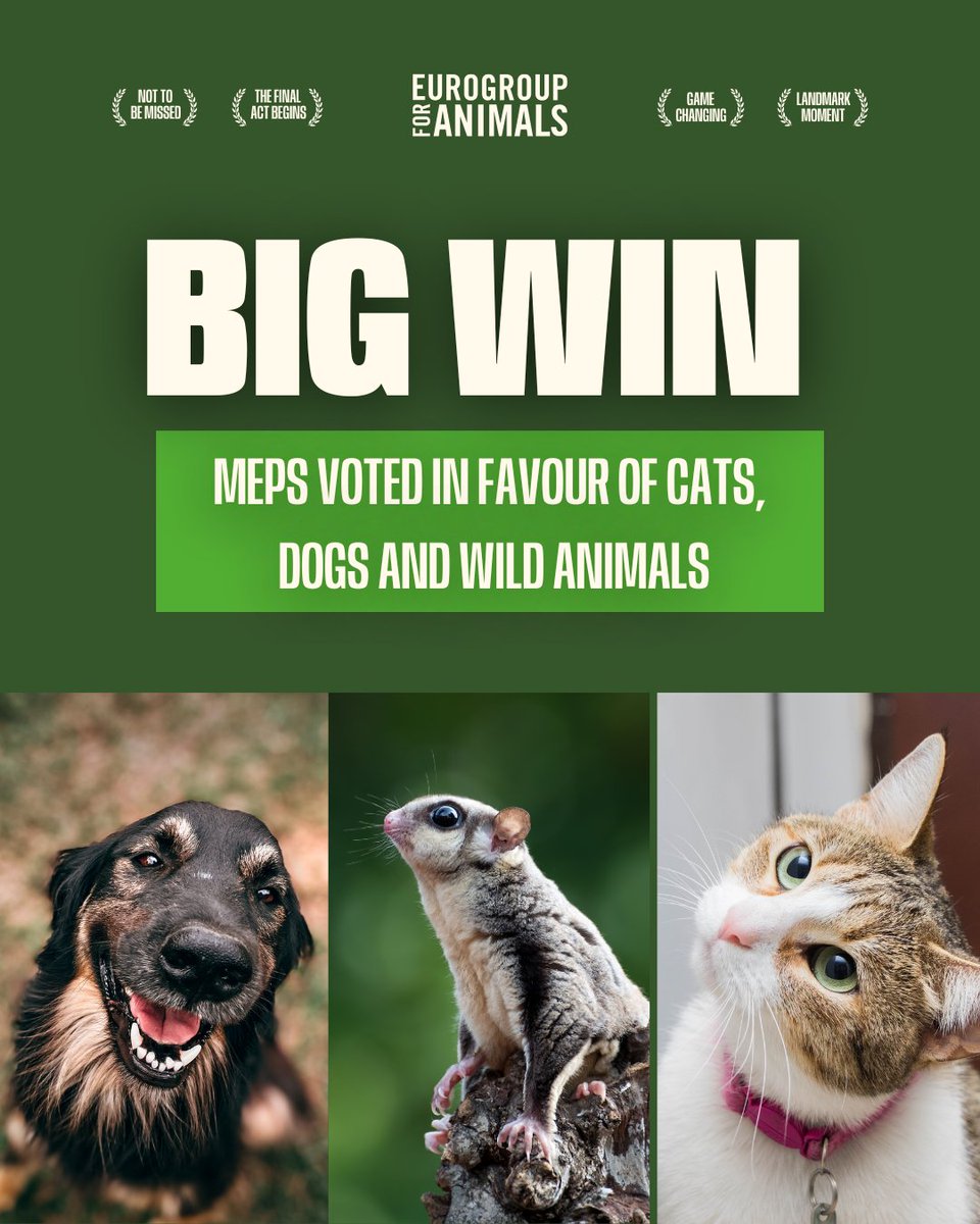 AAP_Europe's tweet image. Last week, the #EP made it very clear that an EU-wide #PositiveList is needed to prevent unsuitable wild animals from becoming pets. Big shout out to @Act4AnimalsEU & @FOURPAWSBE for their leadership & big thank you to all MEPs that showed their commitment to animal welfare.