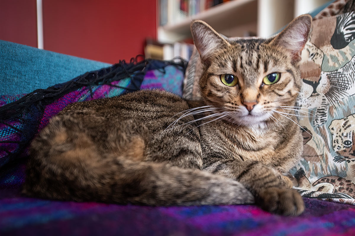 Sylvia Beach, relaxing on her divan.  #catsofinstagram #canadacats #catsofcanada #tabby #feline #cat #canada