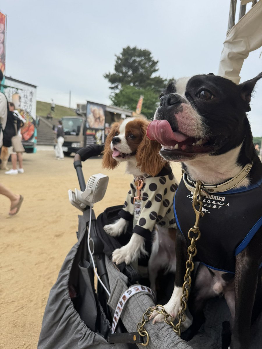 Osa_PEES's tweet photo. ただ今犬活中、、、忙し〜。

だもんでバイクはなかなか乗れんけど。

ちょこちょこツーリングは行きたいな！

そして念願の長崎ツーリングの準備を着々とするのだ、、、。

＃犬　＃ボストンテリア　＃キャバリア　＃暑い　＃ツーリング　＃長崎　＃フェリー　＃戦争反対 https://t.co/XW0kc4be0i