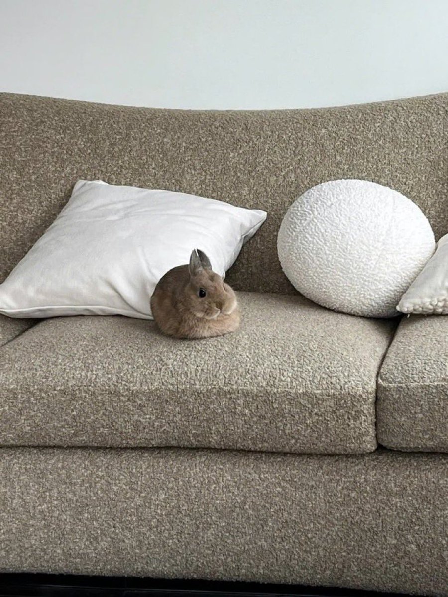 Bunny Stories! tweet media