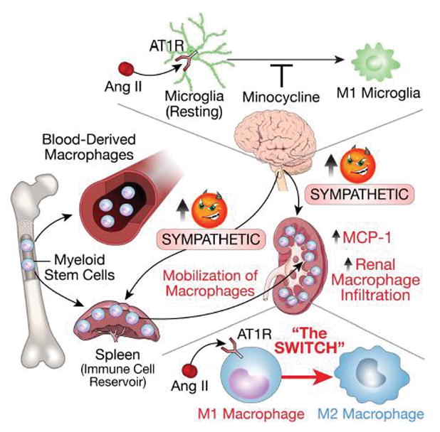 The Spike Protein, Macrophages and Post-COVID (Spike Protein Exposure) Hypertension

In addition to endothelial cells, monocytes are also activated by the Spike Protein, which may explain the development of hypertension post-COVID/Spike Protein exposure.