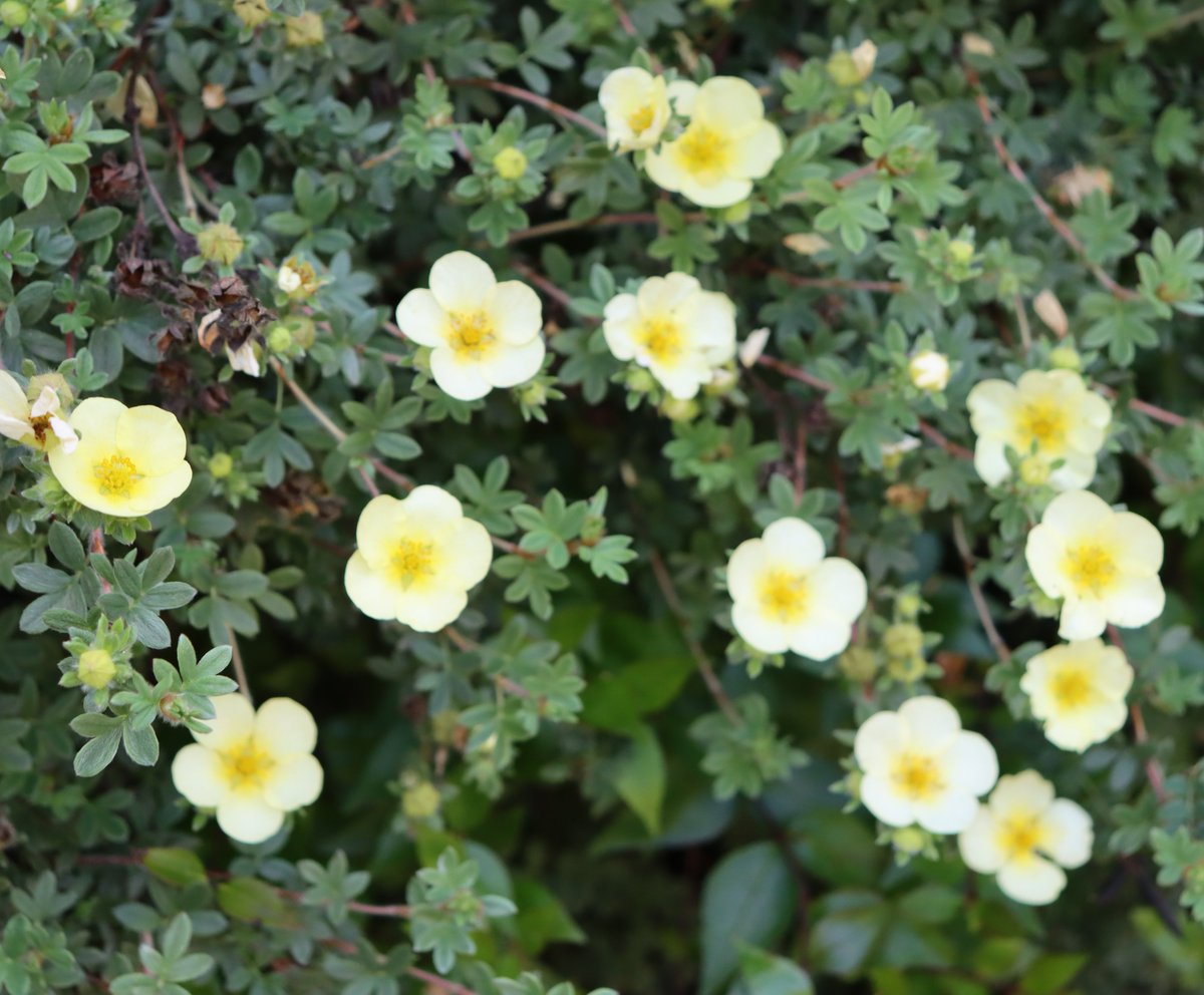Potentilla Fruticosa Primrose Beauty

(if correct)

A smallish bushy deciduous shrub shrubby plant, growing from a roadside hedgerow.

Attractive 5 petal flowers with a primrose-yellow colour &amp; tends to flower for much of the summer. Likes locations in full sun.

#WildflowerHour