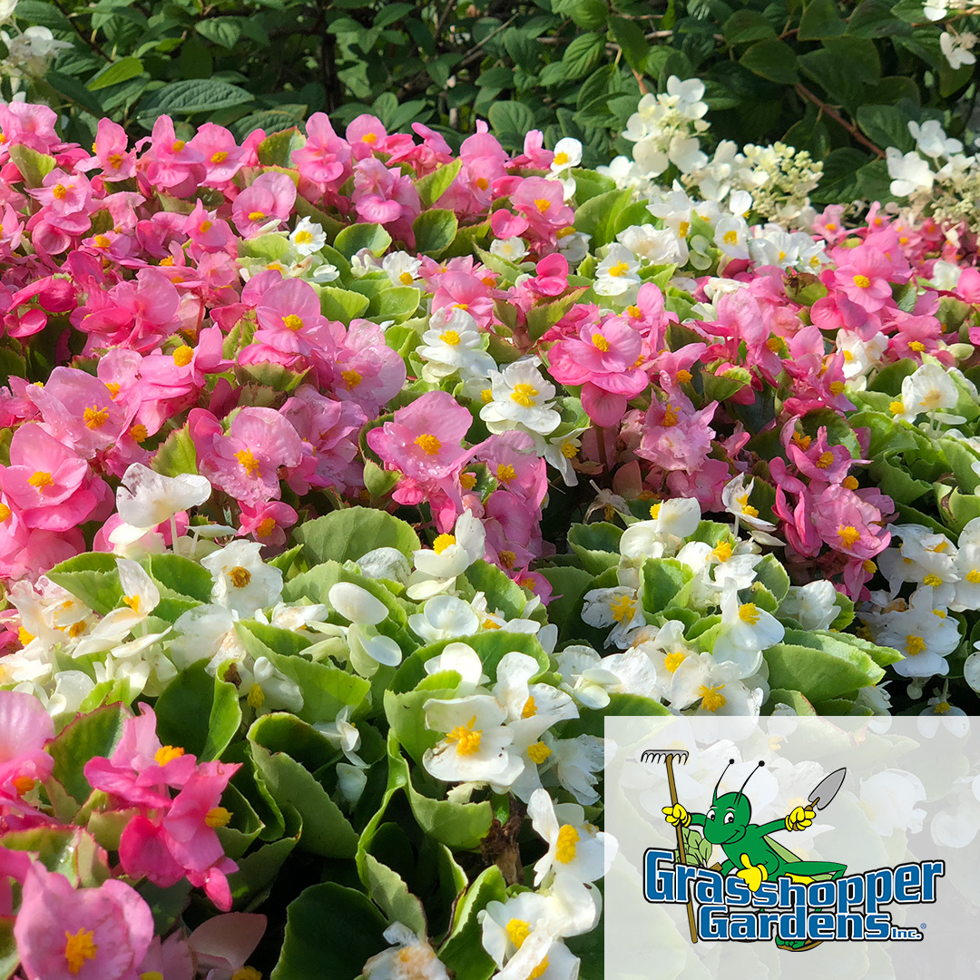 GrasshopperGrdn's tweet photo. Shop beautiful flowers online with Grasshopper Gardens! From vibrant annuals to perennials, we have the perfect blooms for your garden. 🌸
https://t.co/gRS7XMukUm

#grasshoppergardens #flowers #perennials #plants #shoponline https://t.co/zdaMyZWEel