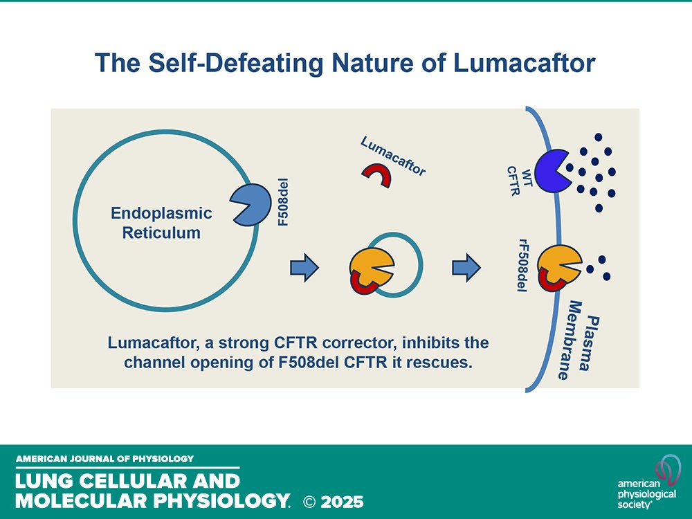 Research Article by AD Ambrosetti and ZJ Hagedorn et al. (<a href="/SamfordU/">Samford University</a> <a href="/UABNews/">UAB</a>) #Lumacaftor inhibits channel activity of rescued #F508del #cysticfibrosis #transmembrane #conductanceregulator
ow.ly/eCA850W002t