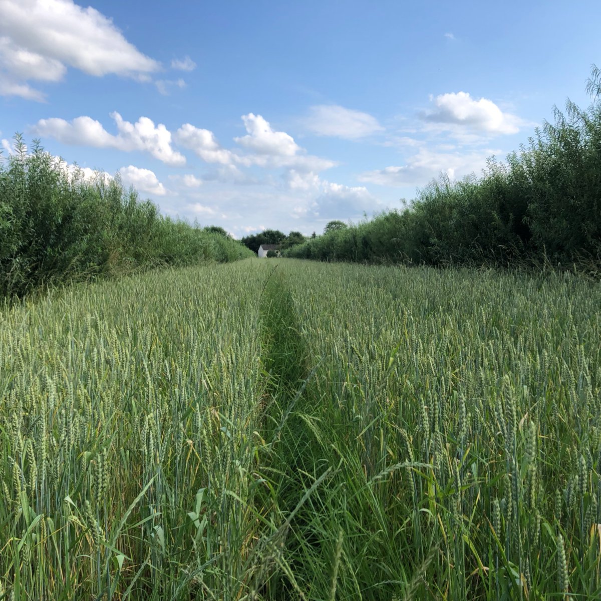 A new POSTnote on Regenerative Agriculture, with contributions from the Royal Agricultural University’s Dr Lisa Morgans, Dr Katharina Watson, Dr Emmanuel Junior Zuza and Dr Karen Rial-Lovera, has been published by the Parliamentary Office of Science and Technology. The report