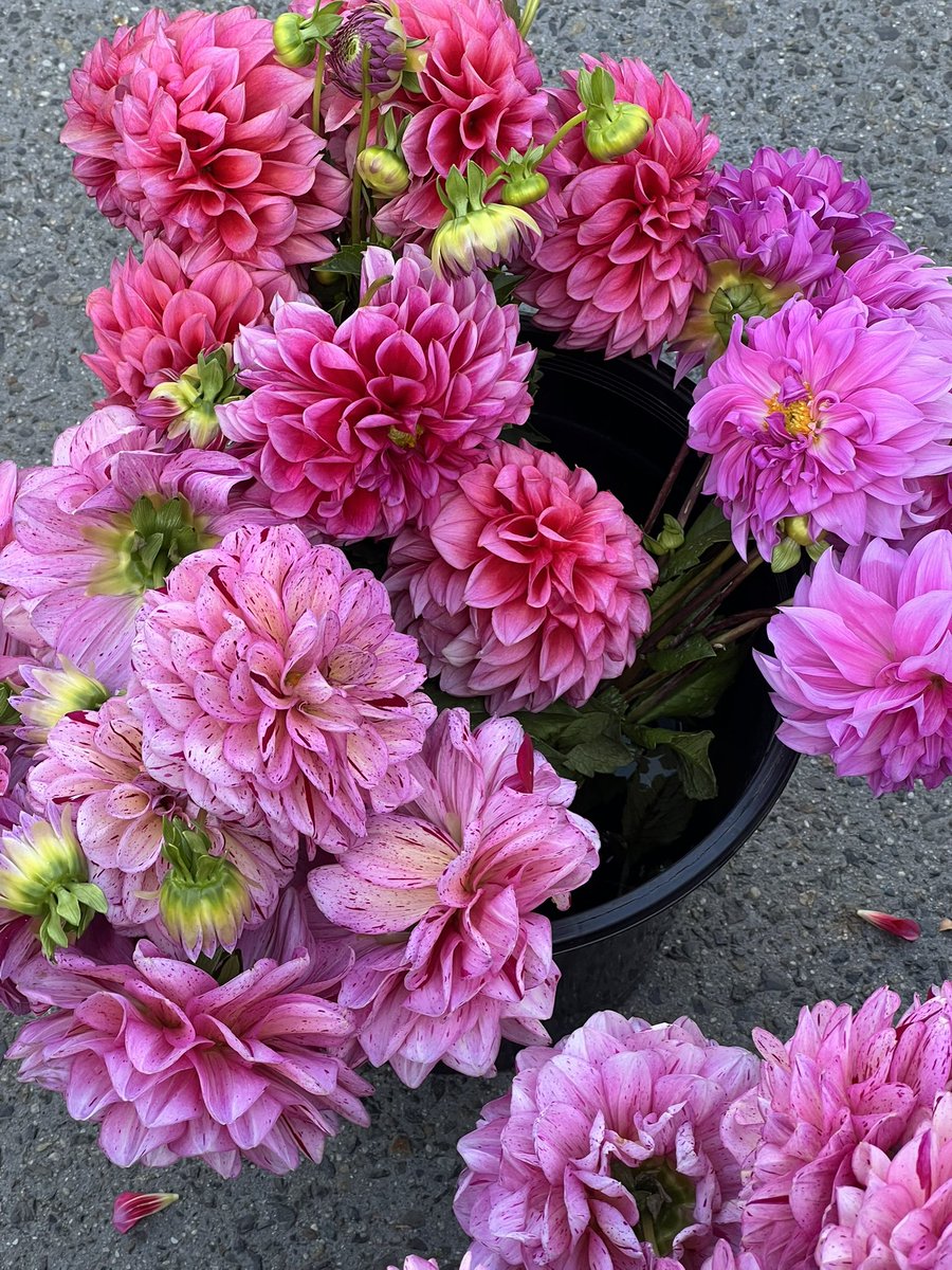 zhafiranisrina_'s tweet photo. Love those flower markets in Melbourne. 💐 https://t.co/Pco5TTwk9Z
