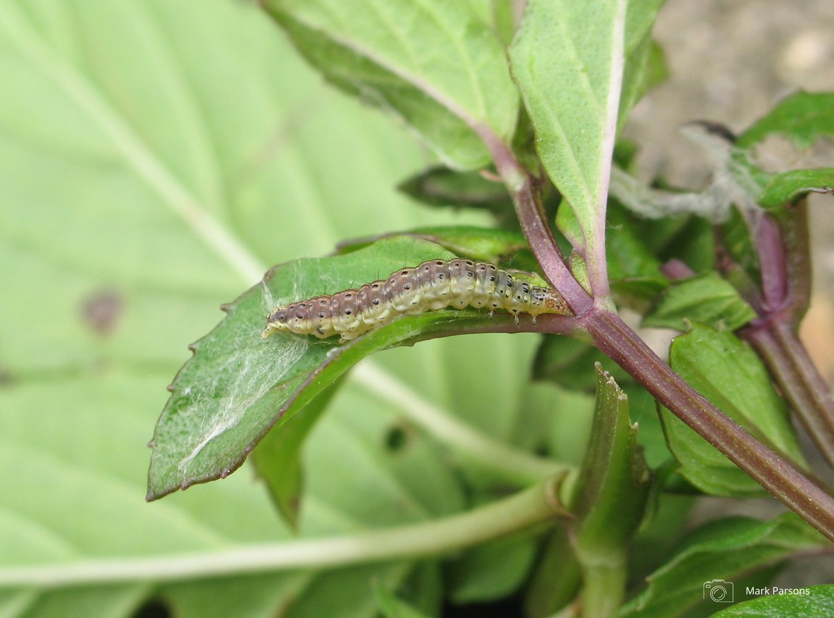Happy #MothMonday! Have you noticed this dainty day-flying moth amongst your plants? 🤔

Often mistaken for a small butterfly, the beautiful Mint Moth (Pyrausta aurata) can often be found sitting on the leaves of Mint or related species 🌿

#MothsMatter