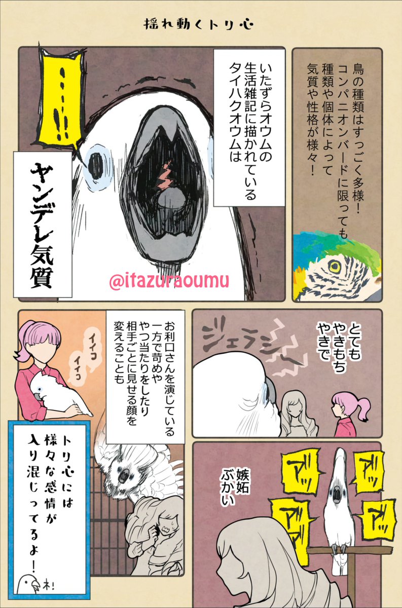 コンパニオンバード豆知識④
我が家のオウムは見た目は真っ白、でも心はちょっと腹黒。
裏表もある鳥です。 