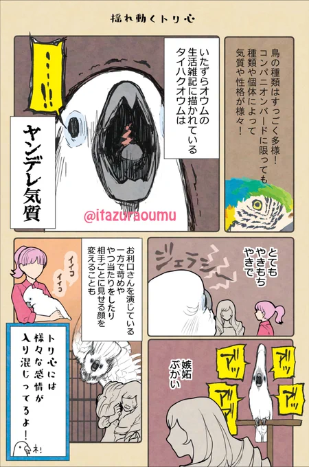 コンパニオンバード豆知識④
我が家のオウムは見た目は真っ白、でも心はちょっと腹黒。
裏表もある鳥です。 