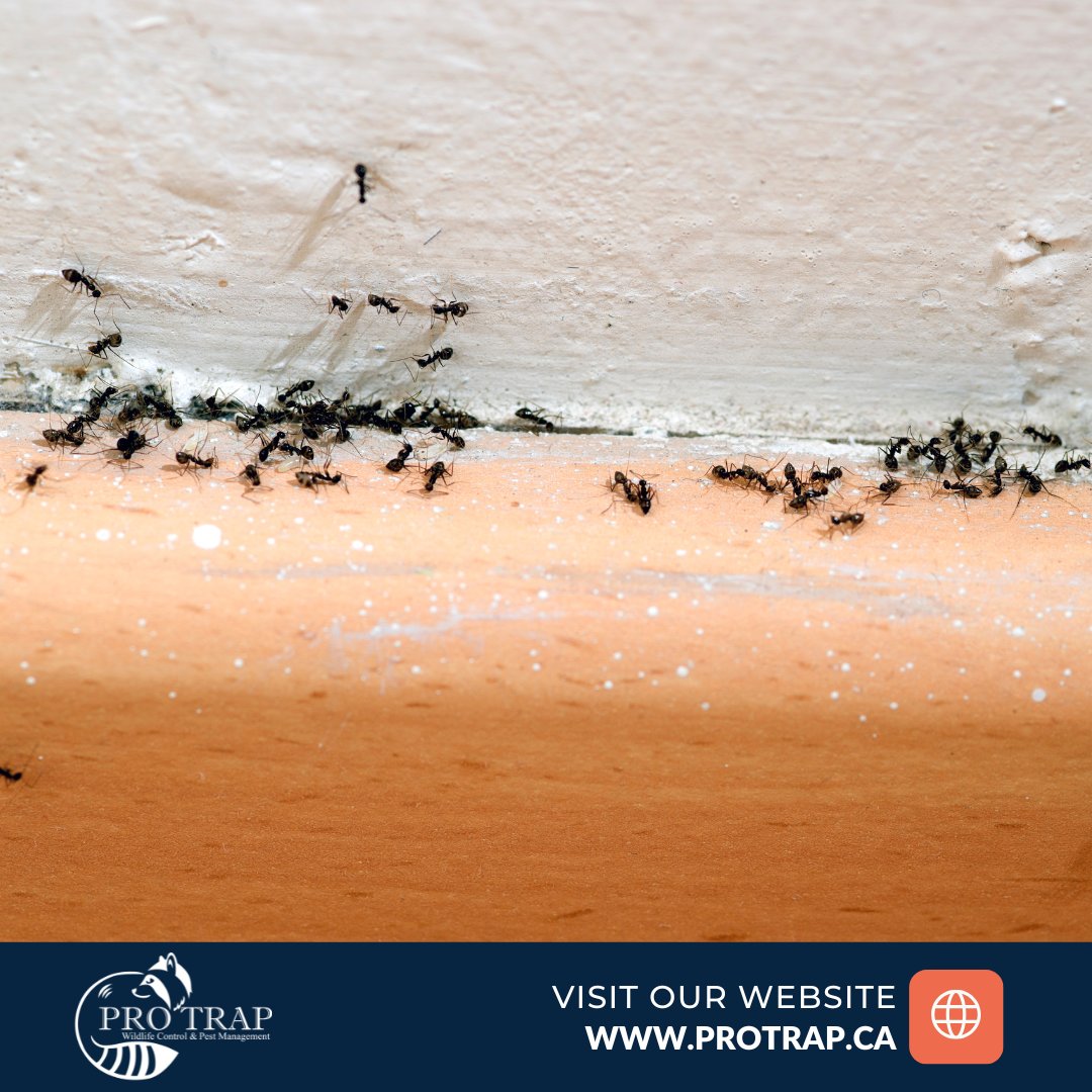 Is your kitchen crawling with ants again? 🐜

Warm, humid weather in Windsor = ant season.
 ✅ Wipe down counters
 ✅ Fix leaky pipes
 ✅ Call Pro Trap before it becomes a full-blown invasion.

📞 (226) 350-7378

 #AntControl #ProTrap #WindsorPests #HomeTips #PestRemoval