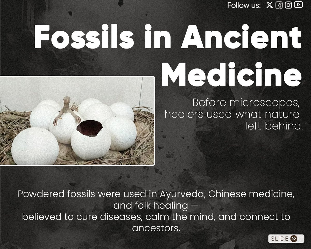 Museumsofchd68's tweet image. Echoes in Stone
Long before cities, Earth was telling stories — through fossils, bones, and ancient forests.
Discover how cultures interpreted these remnants, how healers used them, and how they still speak to us today.

📍Visit the Natural History Museum, Sector 10C
#FossilFacts…