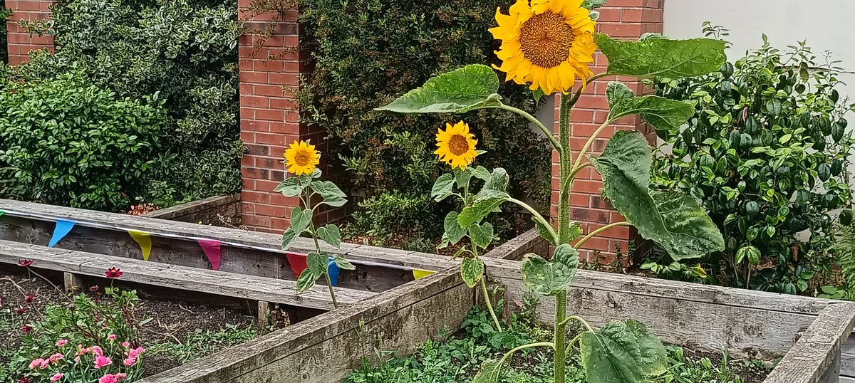 CroftAcademy's tweet photo. We are ready to welcome our first lot of visitors to our 'Tefat In Bloom'  garden party this afternoon! #TheElliotFoundation #Tefat #CroftAcademy @ElliotSchools https://t.co/w66SnnjDBy