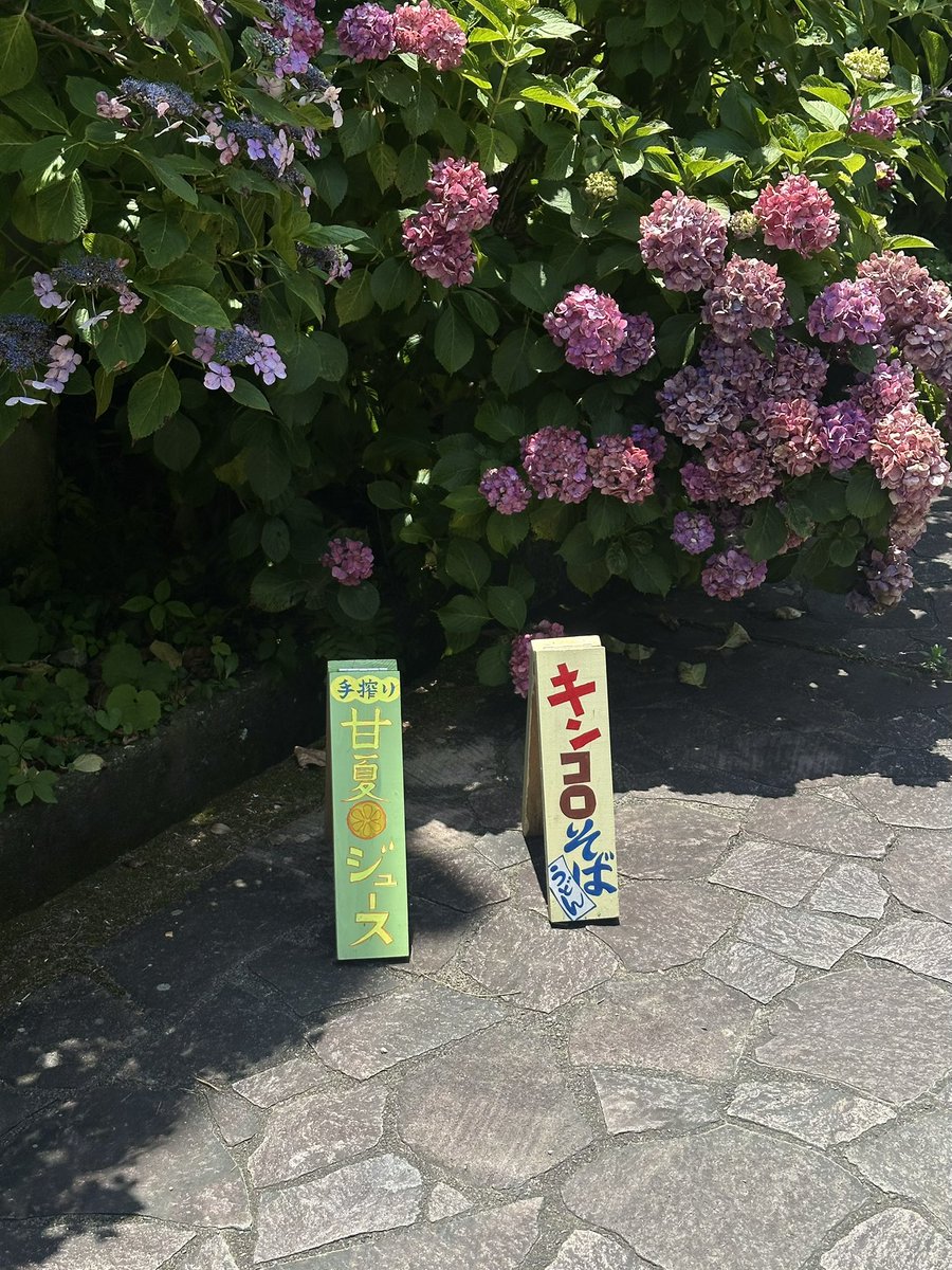 9yssq's tweet photo. 紫陽花 https://t.co/1N1uzNFsGl