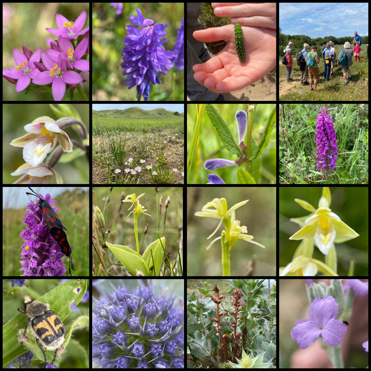 Steve Parsons ๐ (@stevepa46290725) on Twitter photo Fabulous day at Kenfig with members of the <a href="/HardyOrchidSoc/">Hardy Orchid Society ๐ฃ</a> and the โOrkidsโ. Thanks to Chris <a href="/KenfigWarden/">Warden Kenfig National Nature Reserve</a> for helping us find so many natural treasures (see alt text). Kenfig is so much more than just orchids. #orkids #orchids #wildflowers Fabulous day at Kenfig with members of the <a href="/HardyOrchidSoc/">Hardy Orchid Society ๐ฃ</a> and the โOrkidsโ. Thanks to Chris <a href="/KenfigWarden/">Warden Kenfig National Nature Reserve</a> for helping us find so many natural treasures (see alt text). Kenfig is so much more than just orchids. #orkids #orchids #wildflowers