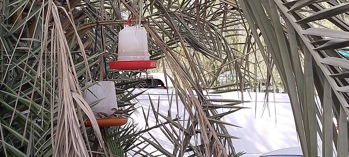 பாலை வன தேசத்தில் .... குருவிகள்., 

இங்கு அலைபேசிக்கான அலைவரிசைக்கு கட்டுப் பாடுகள் உண்டு., சரியாக நிறுவனம் கடைப் பிடிப்பதை சமரசம்  இன்றி உறுதி செய்வார்கள் கால இடைவெளிகளில்.