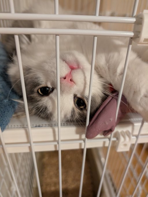 台所で🍉食べてたらずっとこの体勢で見てくる 