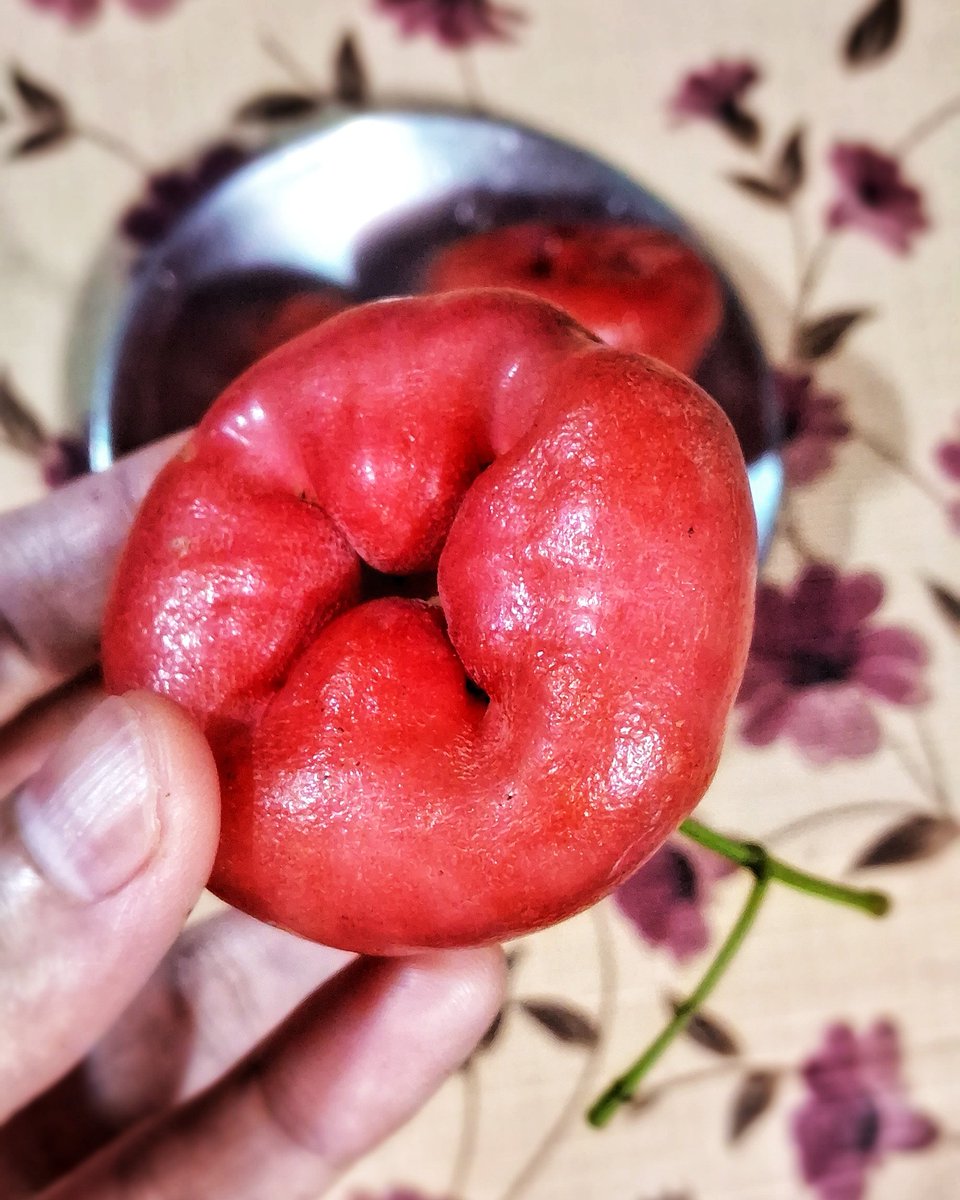 DreamsBuffering's tweet photo. Wait—they come in red too?! 😳

#fruitphotography #waterapple https://t.co/W5h8JRiUyr