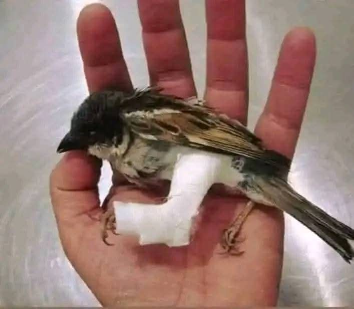 The Voice Of Pashtun tweet media