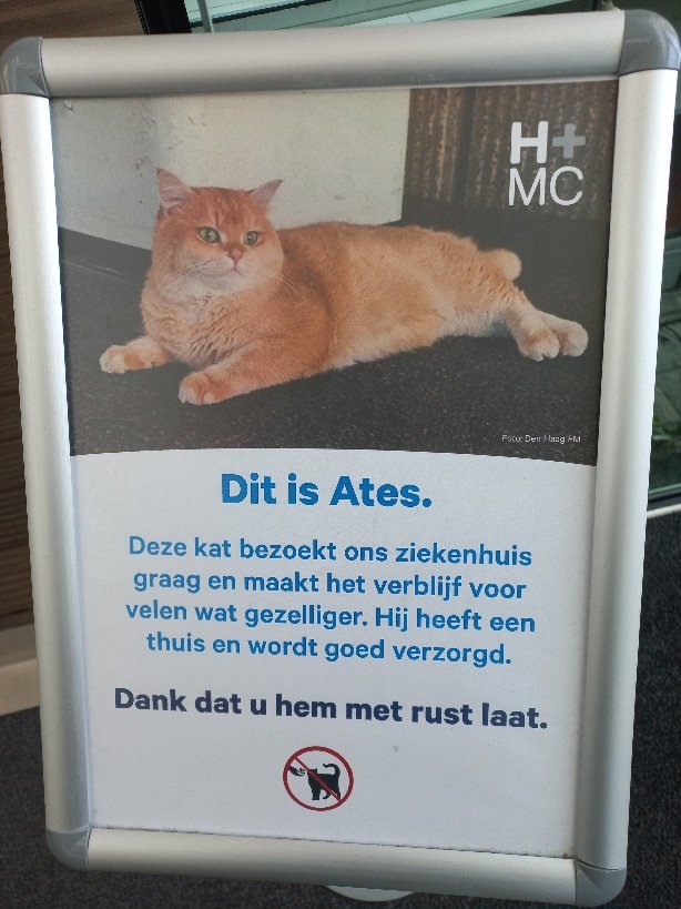 Gezien in het Westeinde zat gezellig in de hal iedereen te bekijken 😂